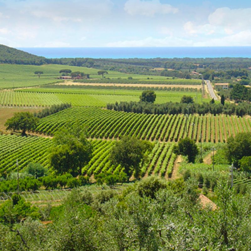 vigneti-batzella-winery